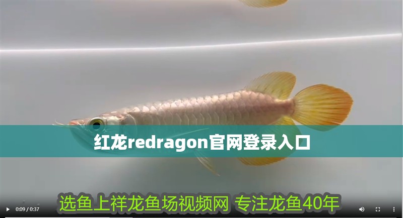 紅龍redragon官網(wǎng)登錄入口