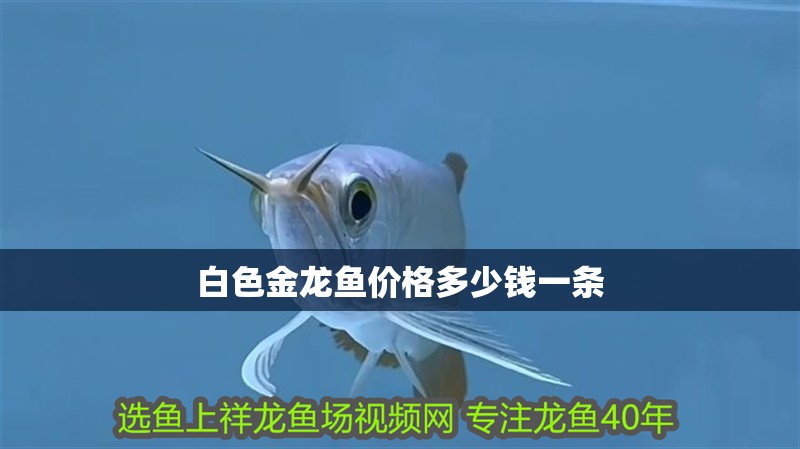 白色金龍魚價格多少錢一條