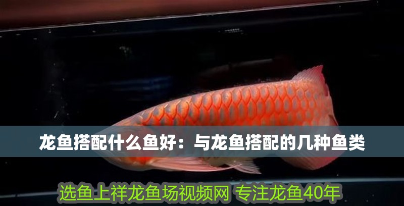 龍魚搭配什么魚好：與龍魚搭配的幾種魚類