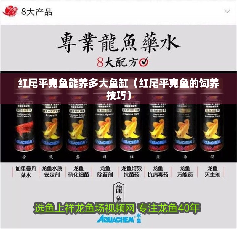 紅尾平克魚(yú)能養(yǎng)多大魚(yú)缸（紅尾平克魚(yú)的飼養(yǎng)技巧）