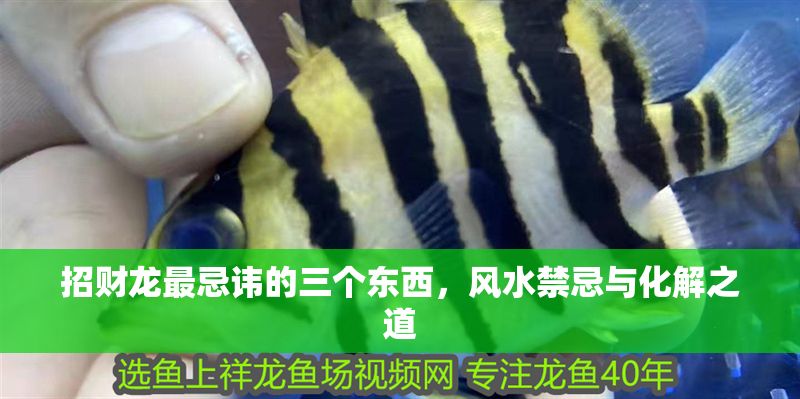 招財龍最忌諱的三個東西，風水禁忌與化解之道