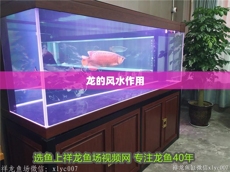 龍的風水作用