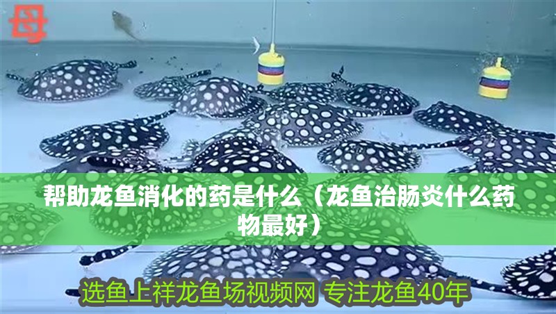 幫助龍魚消化的藥是什么（龍魚治腸炎什么藥物最好）