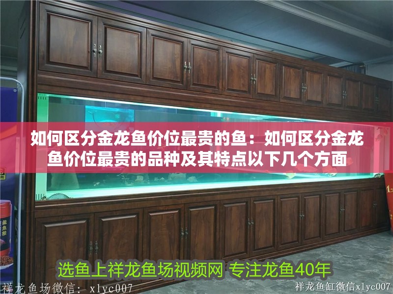 如何區(qū)分金龍魚價位最貴的魚：如何區(qū)分金龍魚價位最貴的品種及其特點以下幾個方面 如何區(qū)分金龍魚價位最貴的魚：如何區(qū)分金龍魚價位最貴的品種及其特點以下幾個方面 龍魚百科