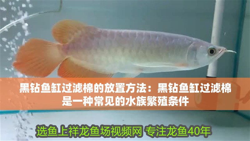 黑鉆魚缸過濾棉的放置方法：黑鉆魚缸過濾棉是一種常見的水族繁殖條件 黑鉆魚缸過濾棉的放置方法：黑鉆魚缸過濾棉是一種常見的水族繁殖條件 魚缸百科