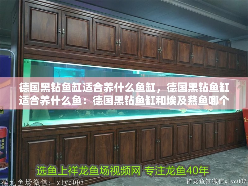 德國黑鉆魚缸適合養什么魚缸，德國黑鉆魚缸適合養什么魚：德國黑鉆魚缸和埃及燕魚哪個好