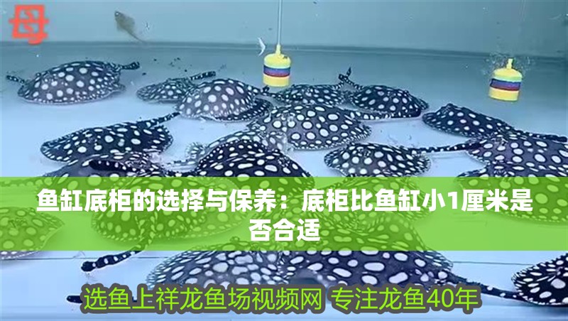 鸚鵡魚和銀龍魚混養(yǎng)怎樣喂食 魚缸底柜的選擇與保養(yǎng):底柜比魚缸小1厘米是否合適 魚缸百科 魚缸底柜的選擇與保養(yǎng):底柜比魚缸小1厘米是否合適 魚缸底柜的選擇與保養(yǎng):底柜比魚缸小1厘米是否合適 魚缸百科