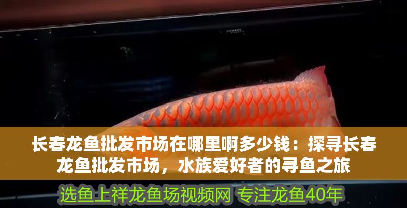 長(zhǎng)春龍魚批發(fā)市場(chǎng)在哪里啊多少錢：探尋長(zhǎng)春龍魚批發(fā)市場(chǎng)，水族愛好者的尋魚之旅