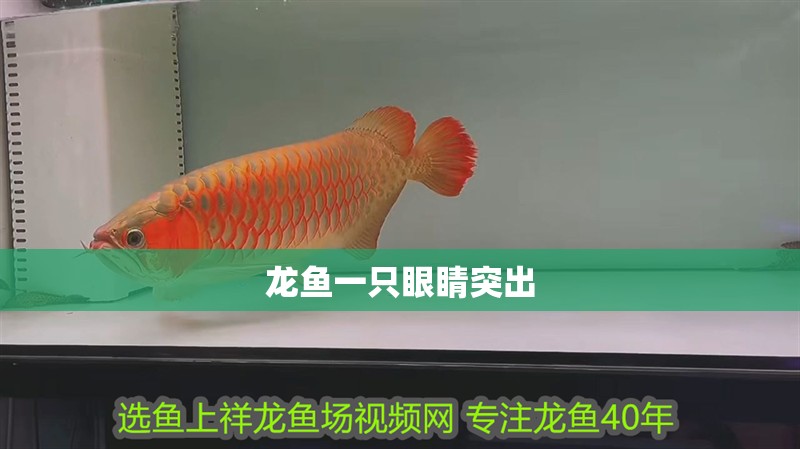 龍魚一只眼睛突出 龍魚一只眼睛突出 龍魚論壇