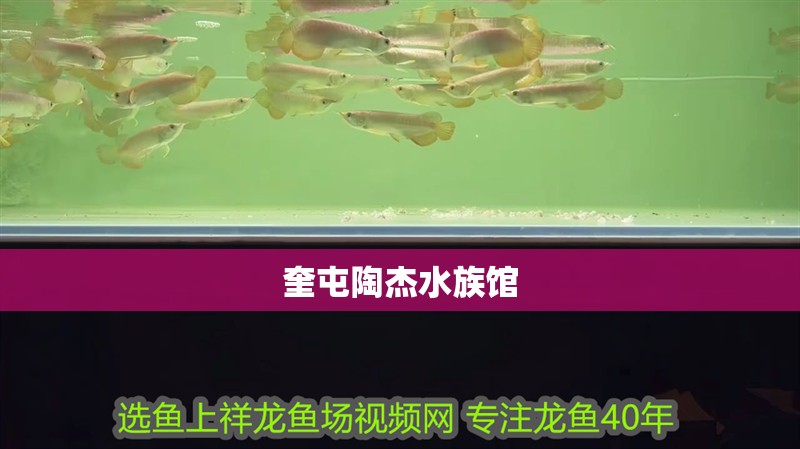 奎屯陶杰水族館 奎屯陶杰水族館 全國水族館企業名錄
