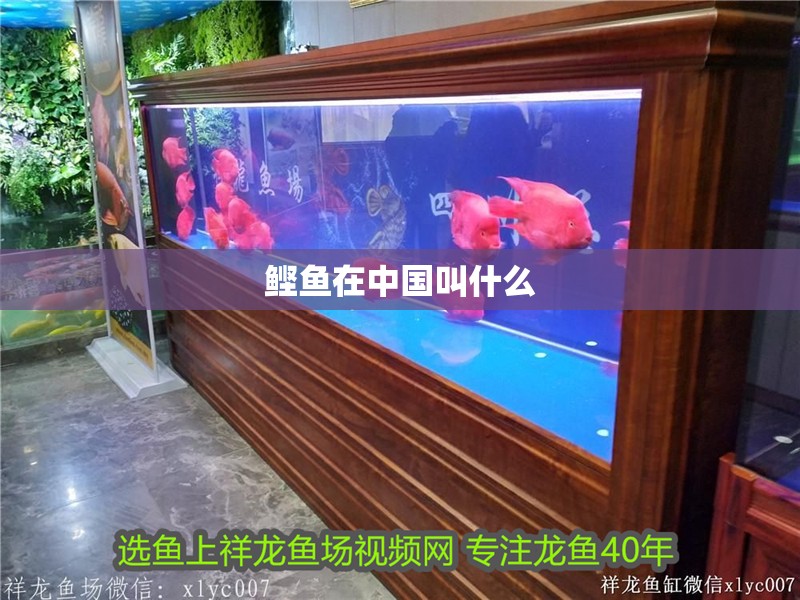 鰹魚在中國叫什么 鰹魚在中國叫什么 龍魚論壇