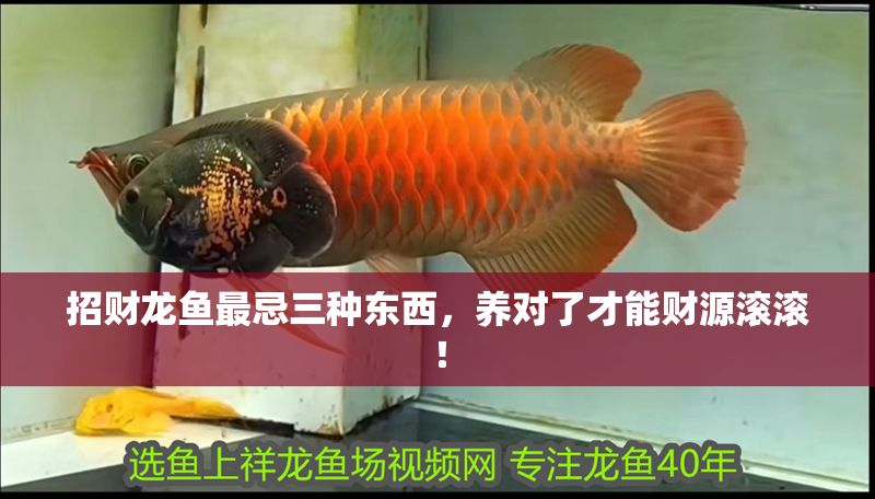 招財龍魚最忌三種東西，養對了才能財源滾滾！