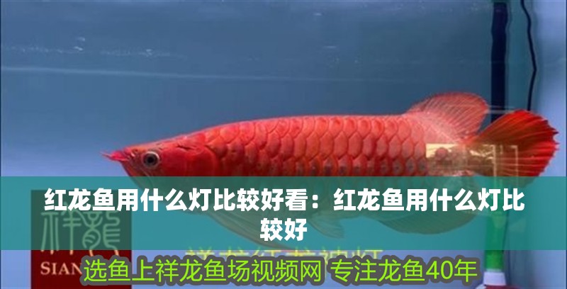 紅龍魚用什么燈比較好看：紅龍魚用什么燈比較好