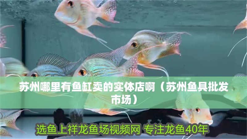 蘇州哪里有魚缸賣的實體店啊（蘇州魚具批發(fā)市場）