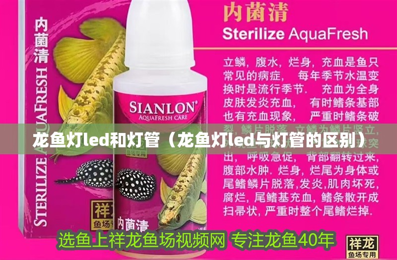龍魚燈led和燈管（龍魚燈led與燈管的區別）