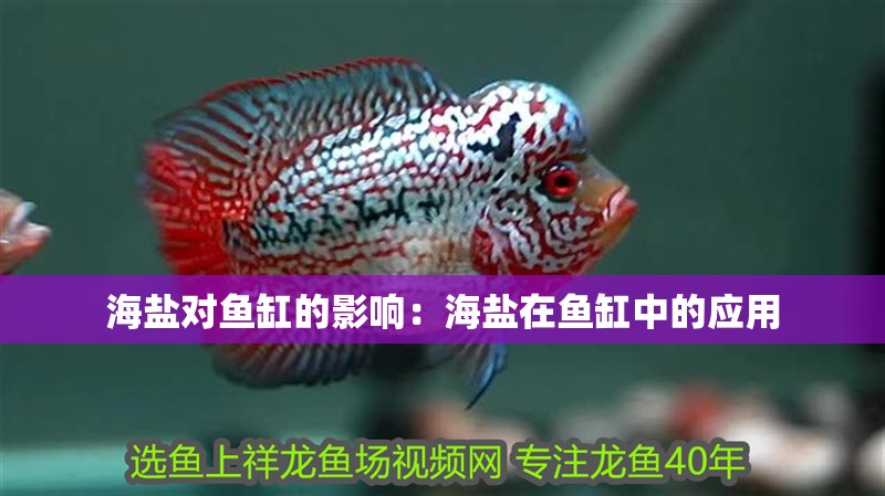 海鹽對魚缸的影響：海鹽在魚缸中的應(yīng)用 海鹽對魚缸的影響：海鹽在魚缸中的應(yīng)用 魚缸百科