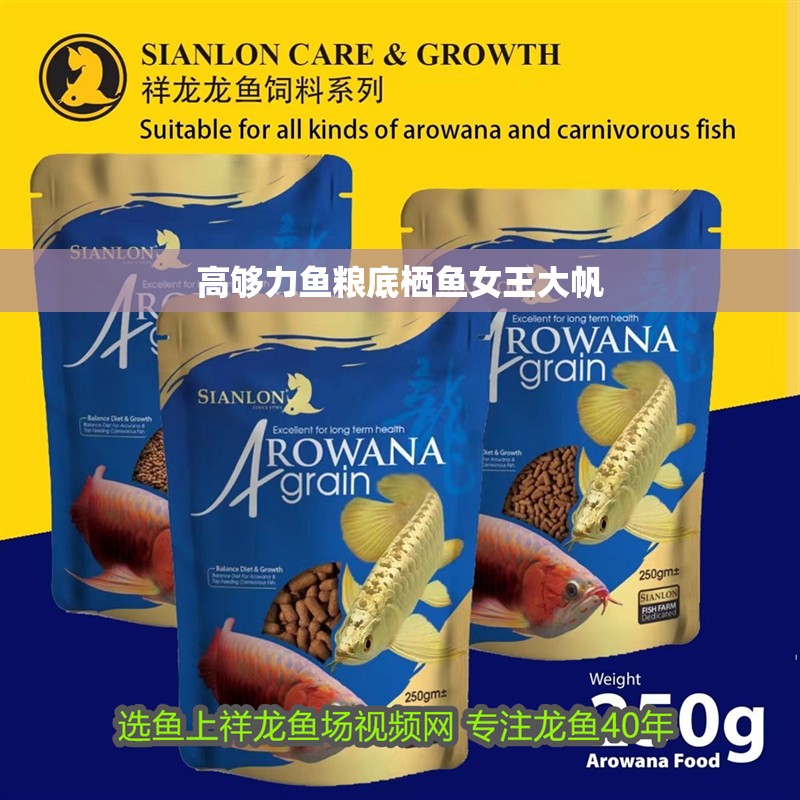 高夠力魚糧底棲魚女王大帆 高夠力魚糧底棲魚女王大帆 龍魚論壇