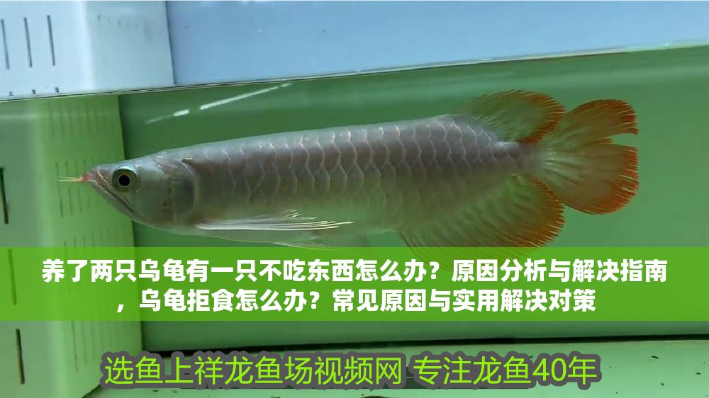 養了兩只烏龜有一只不吃東西怎么辦？原因分析與解決指南，烏龜拒食怎么辦？常見原因與實用解決對策 養了兩只烏龜有一只不吃東西怎么辦？原因分析與解決指南，烏龜拒食怎么辦？常見原因與實用解決對策 龍魚百科 第1張