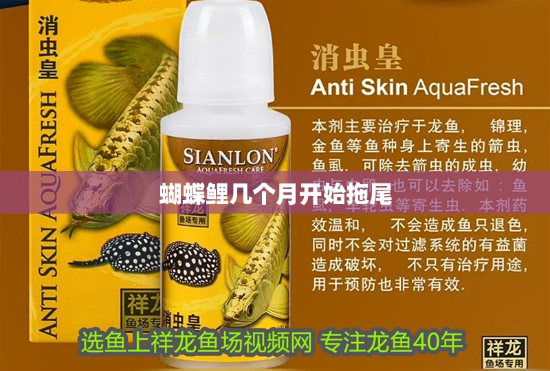 蝴蝶鯉幾個月開始拖尾