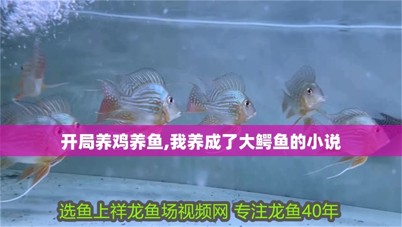 開局養雞養魚,我養成了大鱷魚的小說 開局養雞養魚,我養成了大鱷魚的小說 龍魚論壇