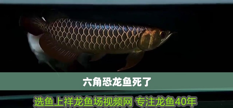 六角恐龍魚死了