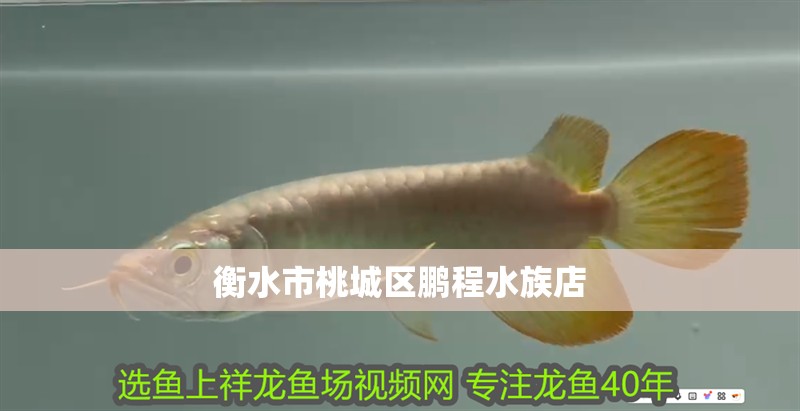衡水市桃城區鵬程水族店