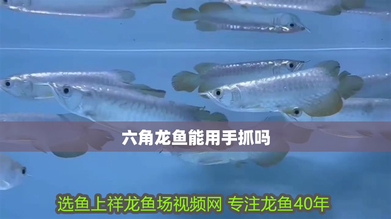 六角龍魚能用手抓嗎