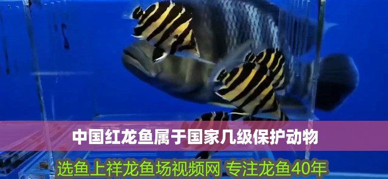 中國紅龍魚屬于國家幾級保護動物