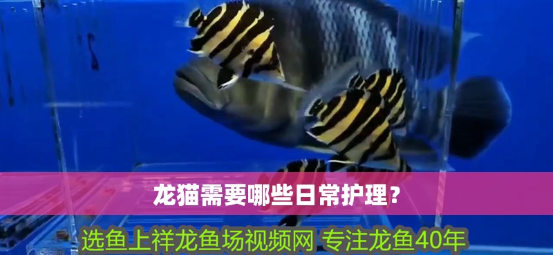 龍貓需要哪些日常護理？