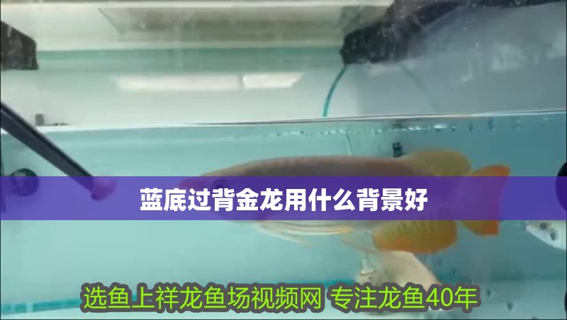 藍(lán)底過背金龍用什么背景好 藍(lán)底過背金龍用什么背景好 龍魚論壇