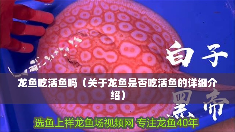 龍魚吃活魚嗎（關于龍魚是否吃活魚的詳細介紹）