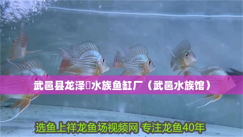 <strong><mark>武邑</mark></strong>縣龍澤淏水族魚缸廠（<strong><mark>武邑</mark></strong>水族館）
