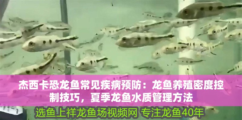 杰西卡恐龍魚常見疾病預防：龍魚養殖密度控制技巧，夏季龍魚水質管理方法