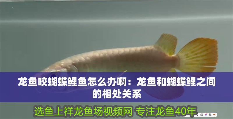 龍魚咬蝴蝶鯉魚怎么辦啊：龍魚和蝴蝶鯉之間的相處關(guān)系 龍魚咬蝴蝶鯉魚怎么辦啊：龍魚和蝴蝶鯉之間的相處關(guān)系 龍魚百科
