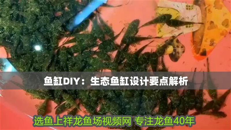 魚缸DIY：生態魚缸設計要點解析