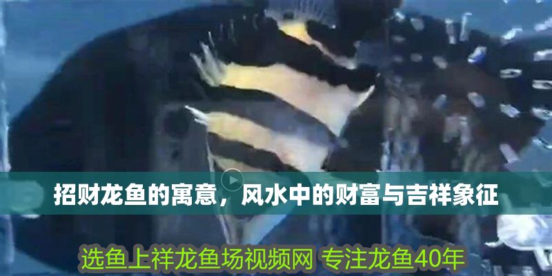 招財龍魚的寓意，風(fēng)水中的財富與吉祥象征 招財龍魚的寓意，風(fēng)水中的財富與吉祥象征 龍魚百科 第1張