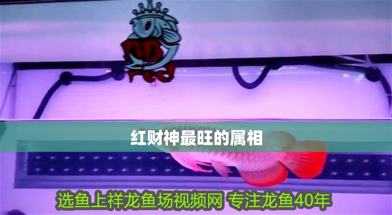 紅財神最旺的屬相