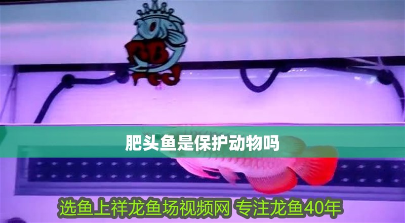 肥頭魚是保護動物嗎