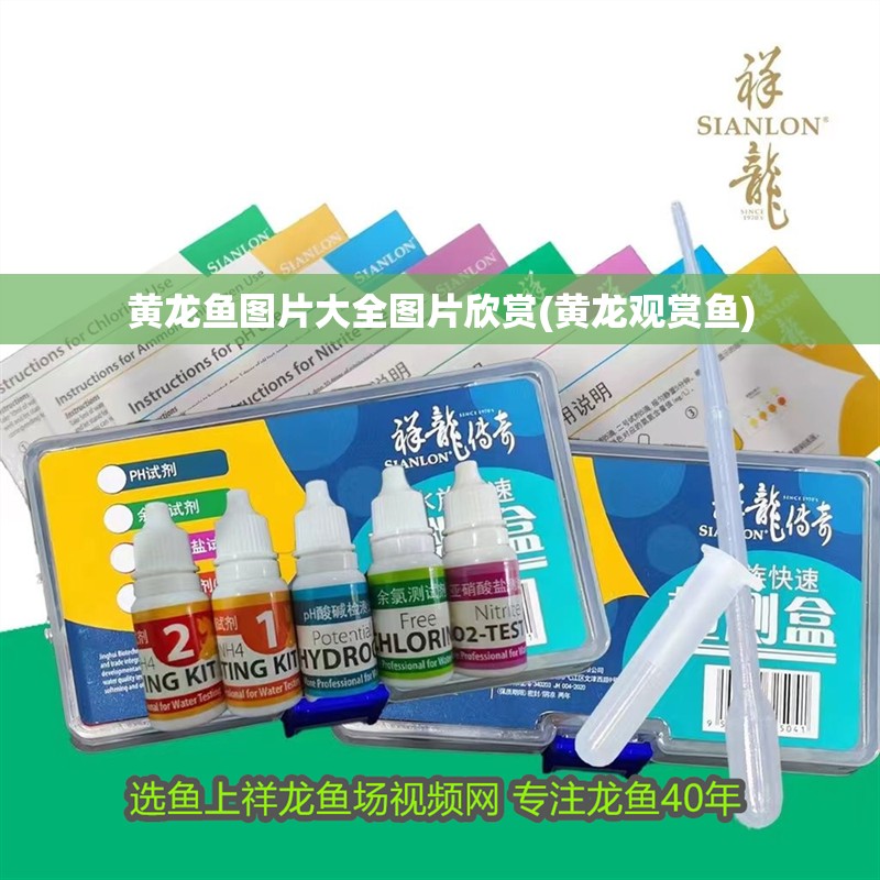 黃龍魚圖片大全圖片欣賞(黃龍觀賞魚)