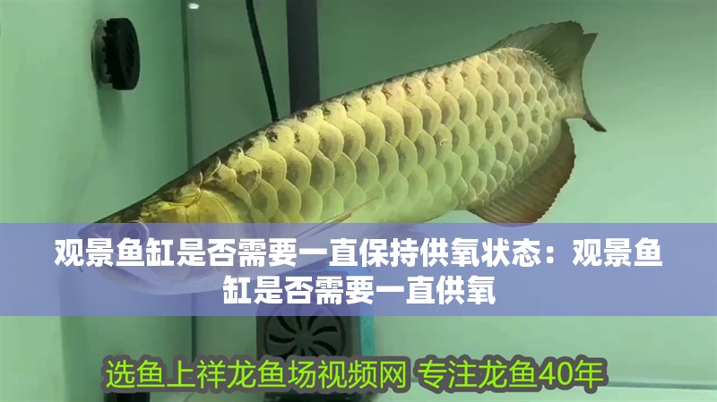 觀景魚缸是否需要一直保持供氧狀態：觀景魚缸是否需要一直供氧