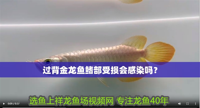 魚缸過濾器選購指南:自制魚缸過濾器魚缸上置過濾器對于養(yǎng)魚愛好者的必備知識 過背金龍魚鰭部受損會感染嗎? 龍魚百科 過背金龍魚鰭部受損會感染嗎? 過背金龍魚鰭部受損會感染嗎? 龍魚百科