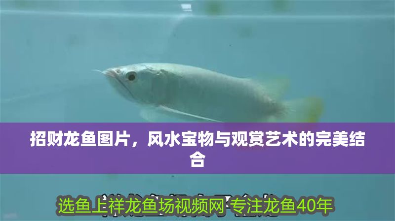 招財龍魚圖片，風水寶物與觀賞藝術的完美結合