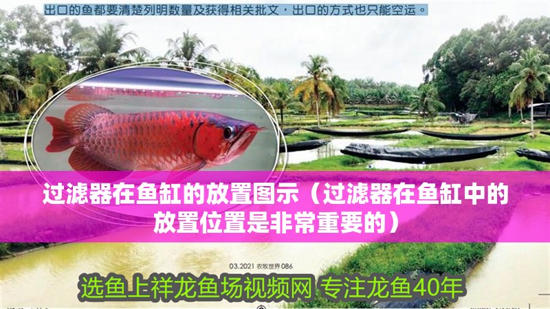 過濾器在魚缸的放置圖示（過濾器在魚缸中的放置位置是非常重要的）