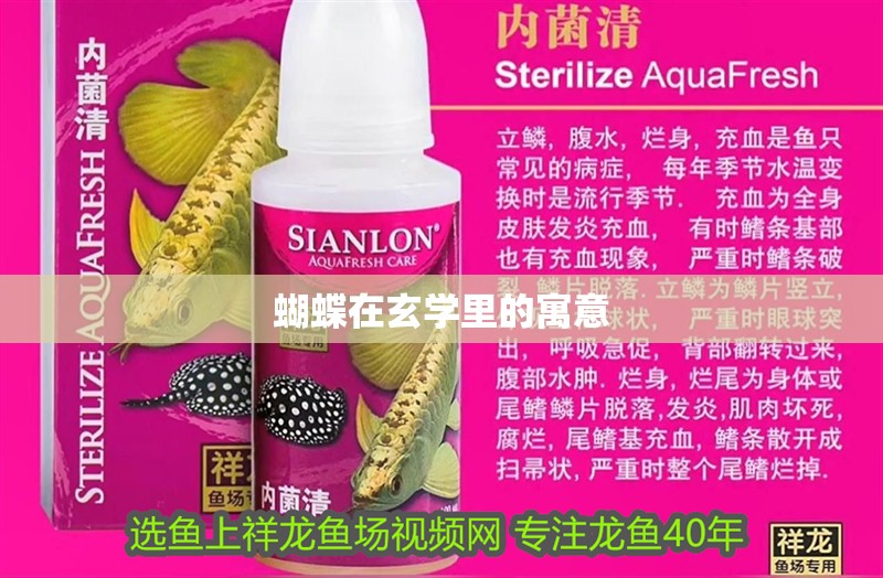 蝴蝶在玄學里的寓意