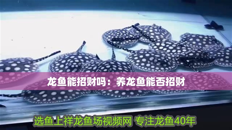 龍魚能招財(cái)嗎：養(yǎng)龍魚能否招財(cái) 龍魚能招財(cái)嗎：養(yǎng)龍魚能否招財(cái) 龍魚百科
