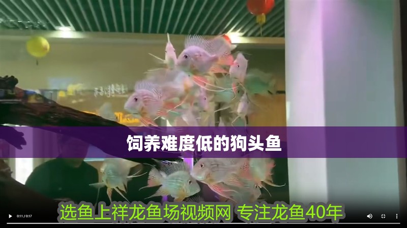 飼養難度低的狗頭魚