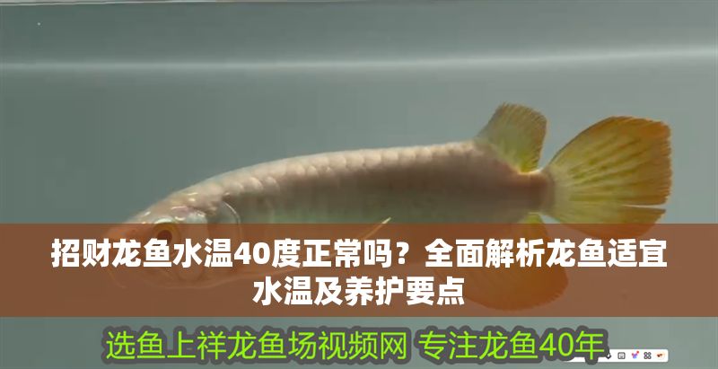 招財龍魚水溫40度正常嗎？全面解析龍魚適宜水溫及養(yǎng)護(hù)要點 招財龍魚水溫40度正常嗎？全面解析龍魚適宜水溫及養(yǎng)護(hù)要點 龍魚百科 第1張