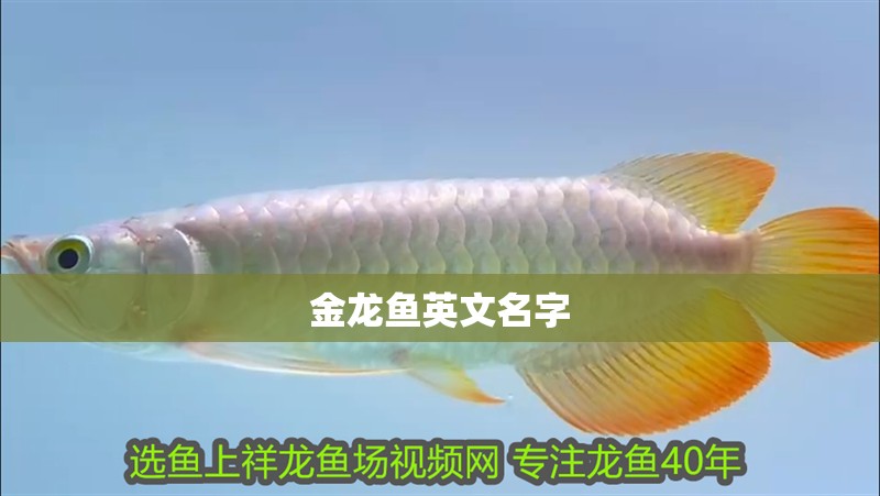 金龍魚英文名字