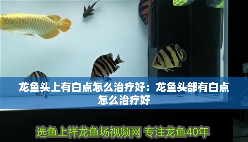 龍魚頭上有白點(diǎn)怎么治療好：龍魚頭部有白點(diǎn)怎么治療好