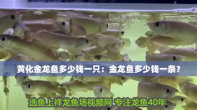 黃化金龍魚多少錢一只：金龍魚多少錢一條？
